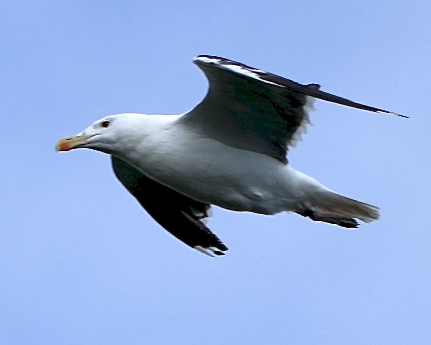 great black-backed gull
